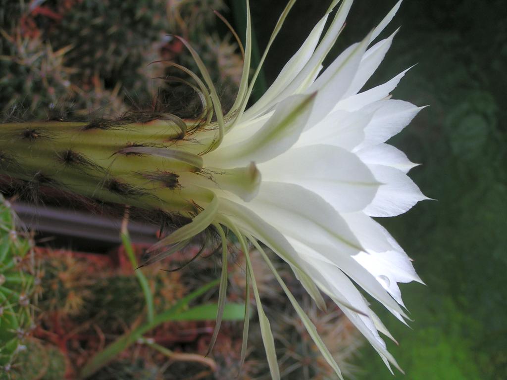 Echinopsis hybrid